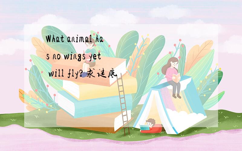What animal has no wings yet will fly?求谜底