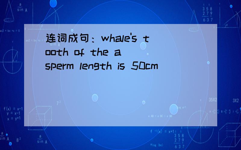 连词成句：whale's tooth of the a sperm length is 50cm