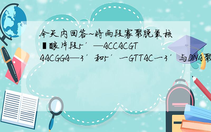 今天内回答~将两段寡聚脱氧核苷酸片段5’—ACCACGTAACGGA—3’和5’一GTTAC一3’与DNA聚合酶一起加到含有dATP、dGTP、dCTP和dTTP的反应混合物之中,预测反应的终产物被参入的各碱基的比例是：A．2C