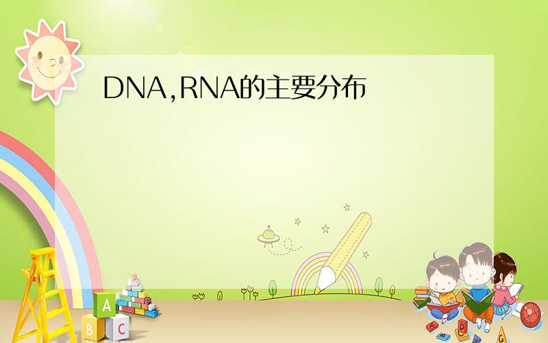 DNA,RNA的主要分布