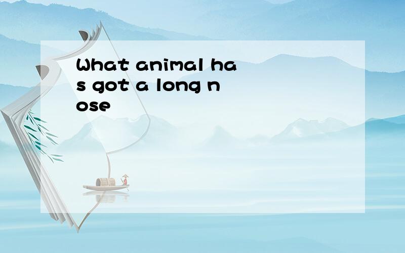 What animal has got a long nose